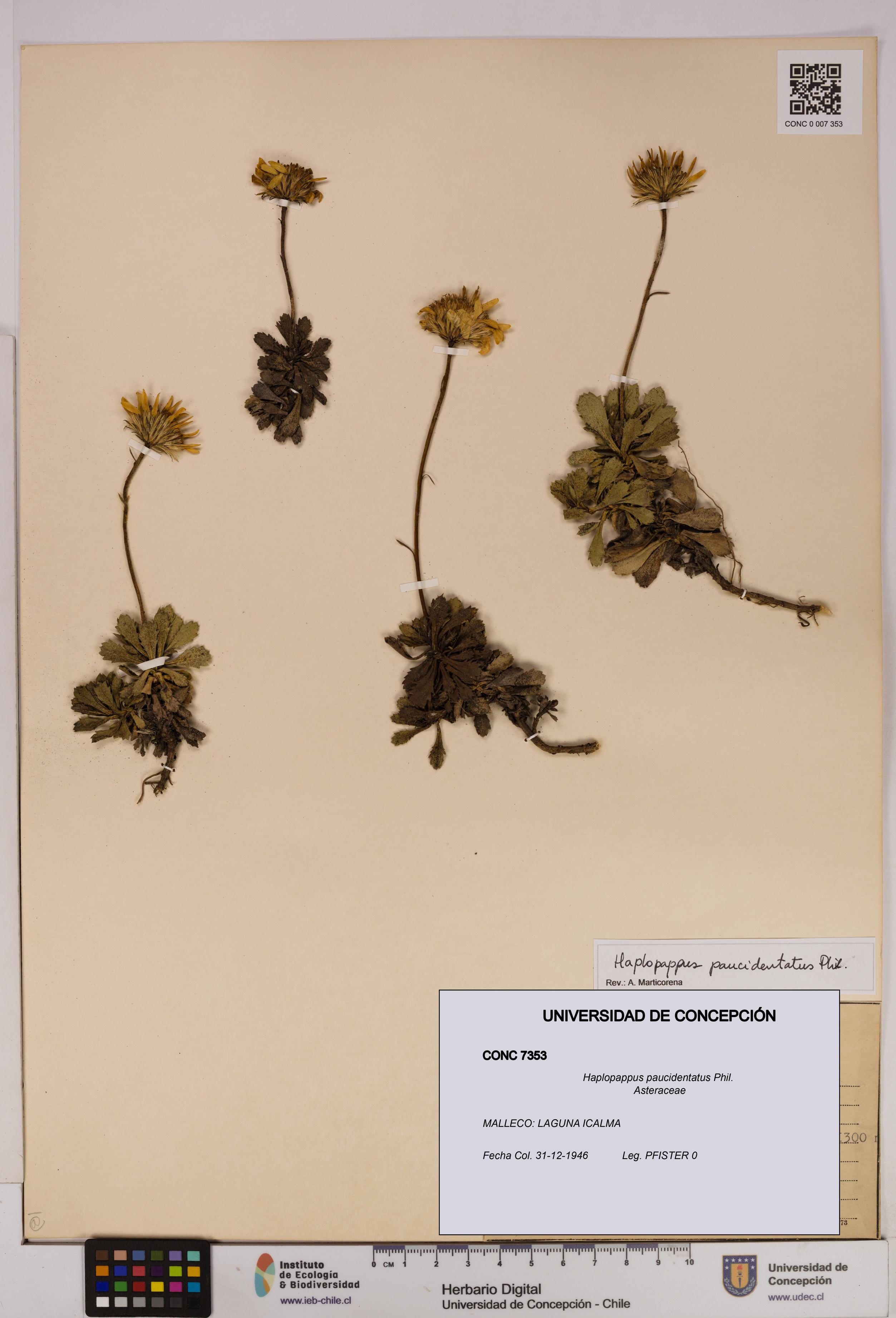 Haplopappus paucidentatus [Espécimen: UDEC:CONC:0007353]