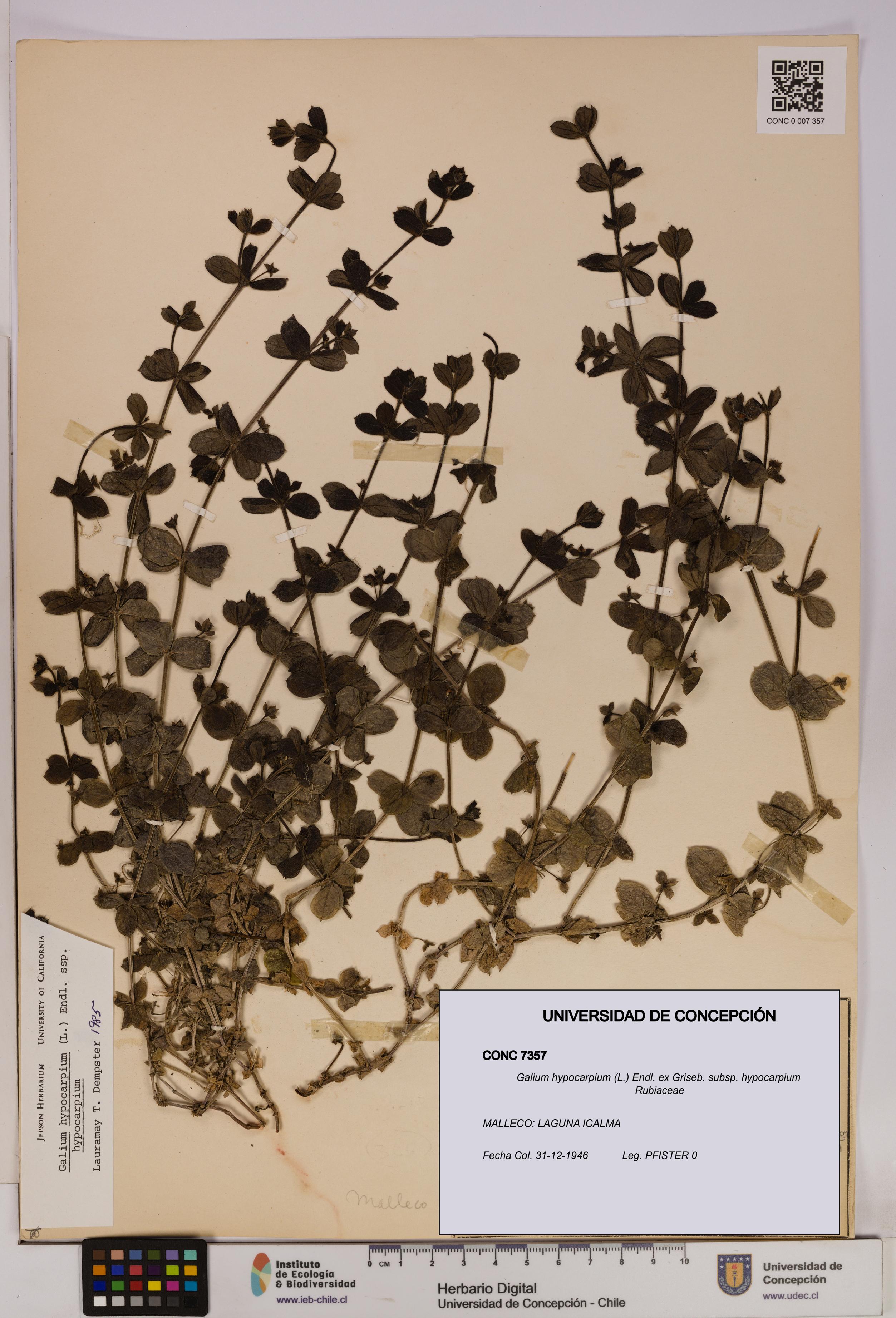 Galium hypocarpium subsp. hypocarpium [Espécimen: UDEC:CONC:0007357]