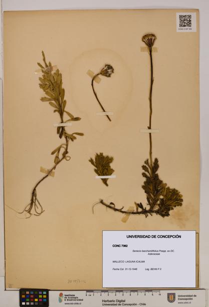 Senecio baccharidifolius [Espécimen: UDEC:CONC:0007362]