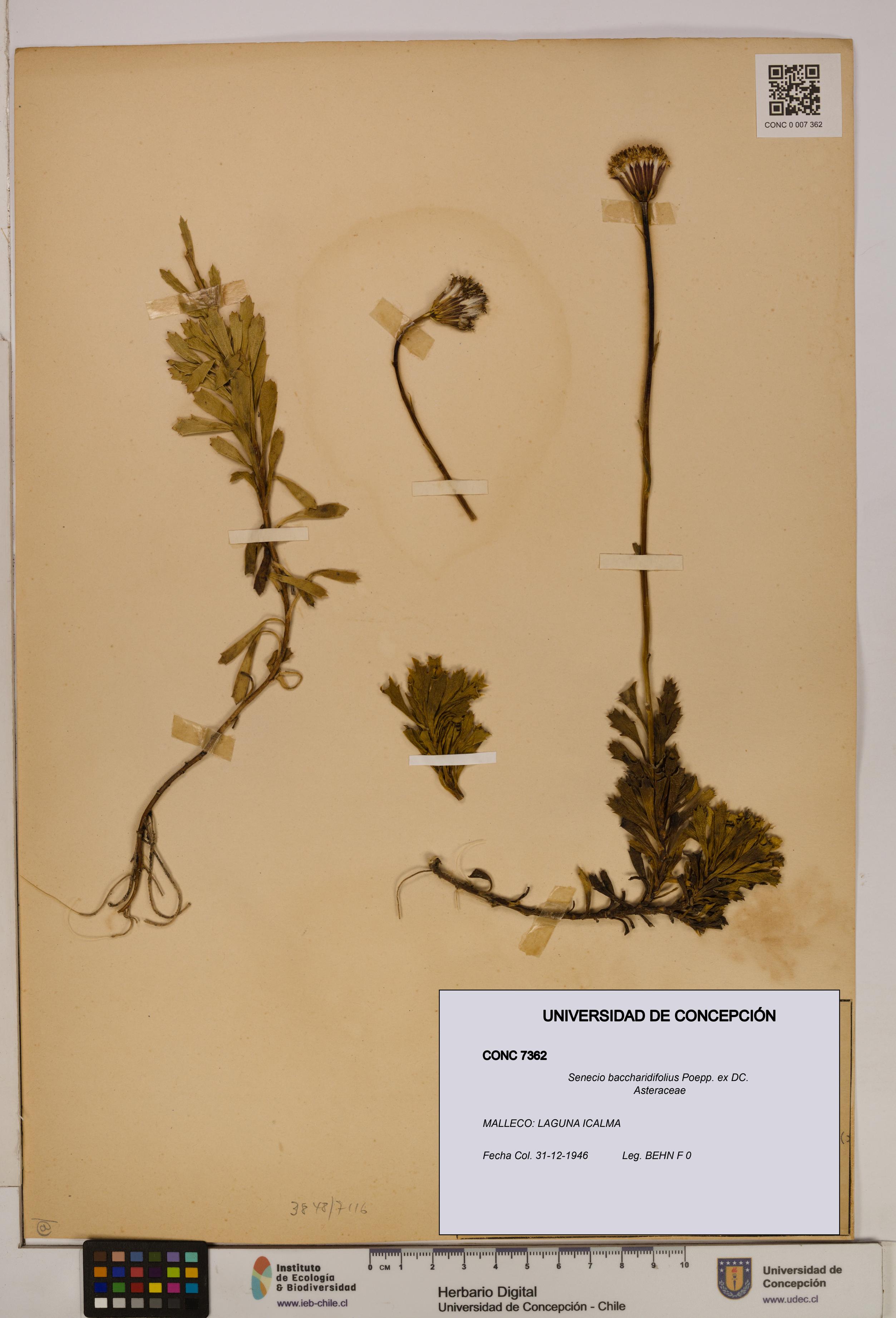 Senecio baccharidifolius [Espécimen: UDEC:CONC:0007362]