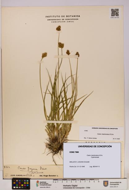 Carex macloviana [Espécimen: UDEC:CONC:0007363]