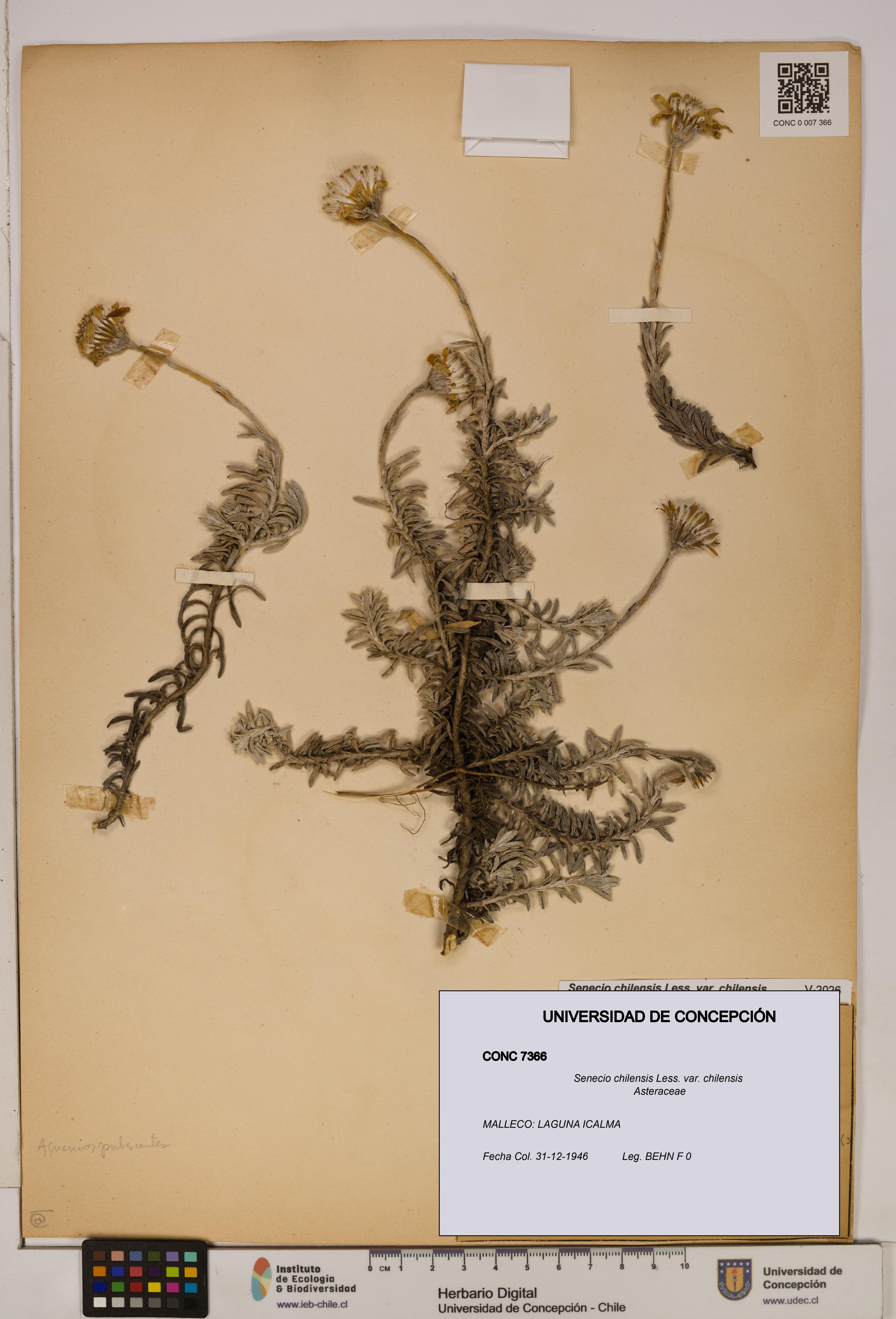 Senecio chilensis var. chilensis [Espécimen: UDEC:CONC:0007366]
