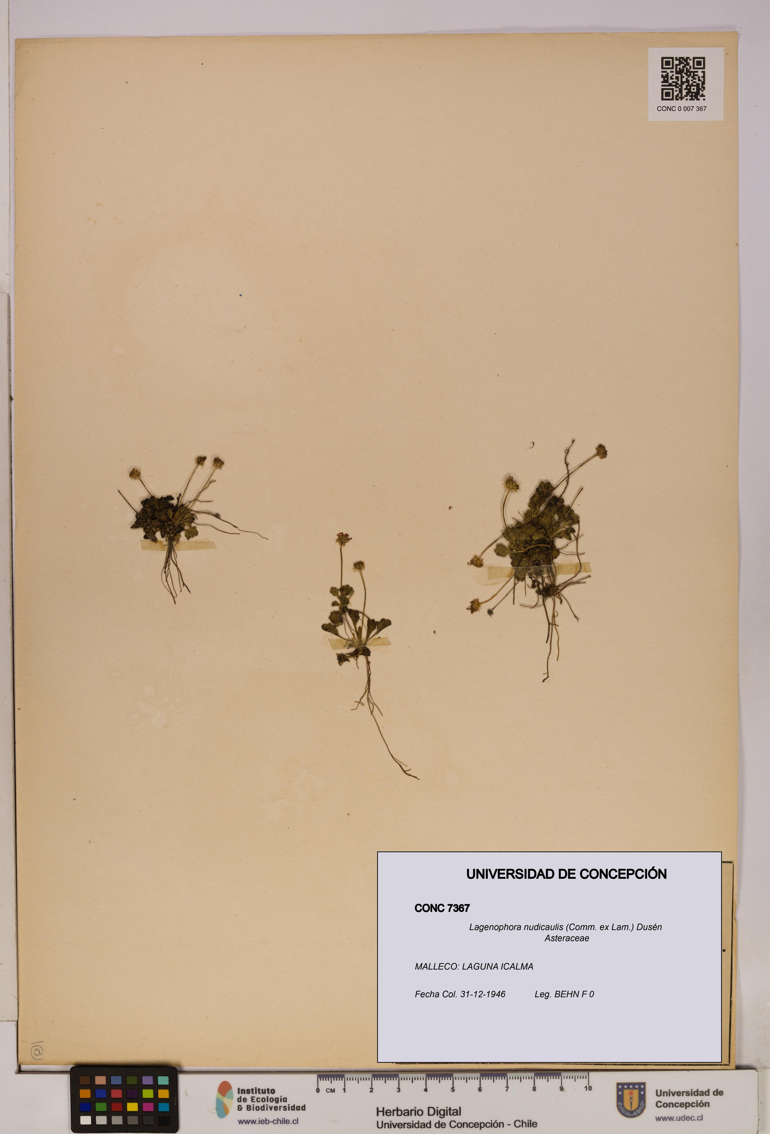 Lagenophora nudicaulis [Espécimen: ]