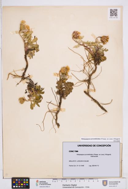 Notopappus prunelloides [Espécimen: ]