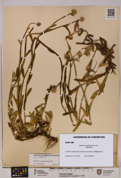 Baccharis sagittalis [Espécimen: UDEC:CONC:0007380]