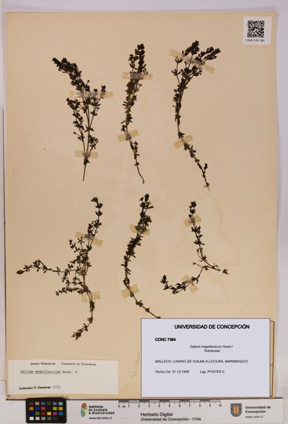 Galium magellanicum [Espécimen: UDEC:CONC:0007384]