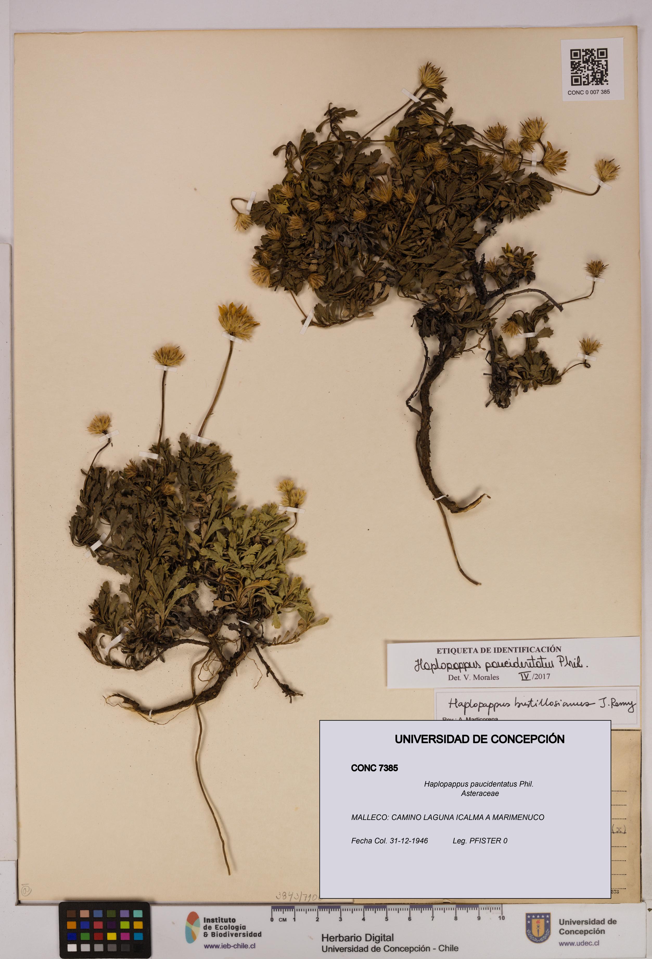Haplopappus paucidentatus [Espécimen: UDEC:CONC:0007385]