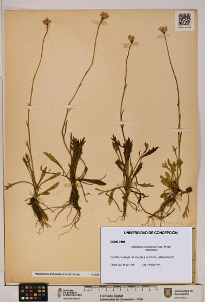 Haplosticha trifurcata [Espécimen: UDEC:CONC:0007386]