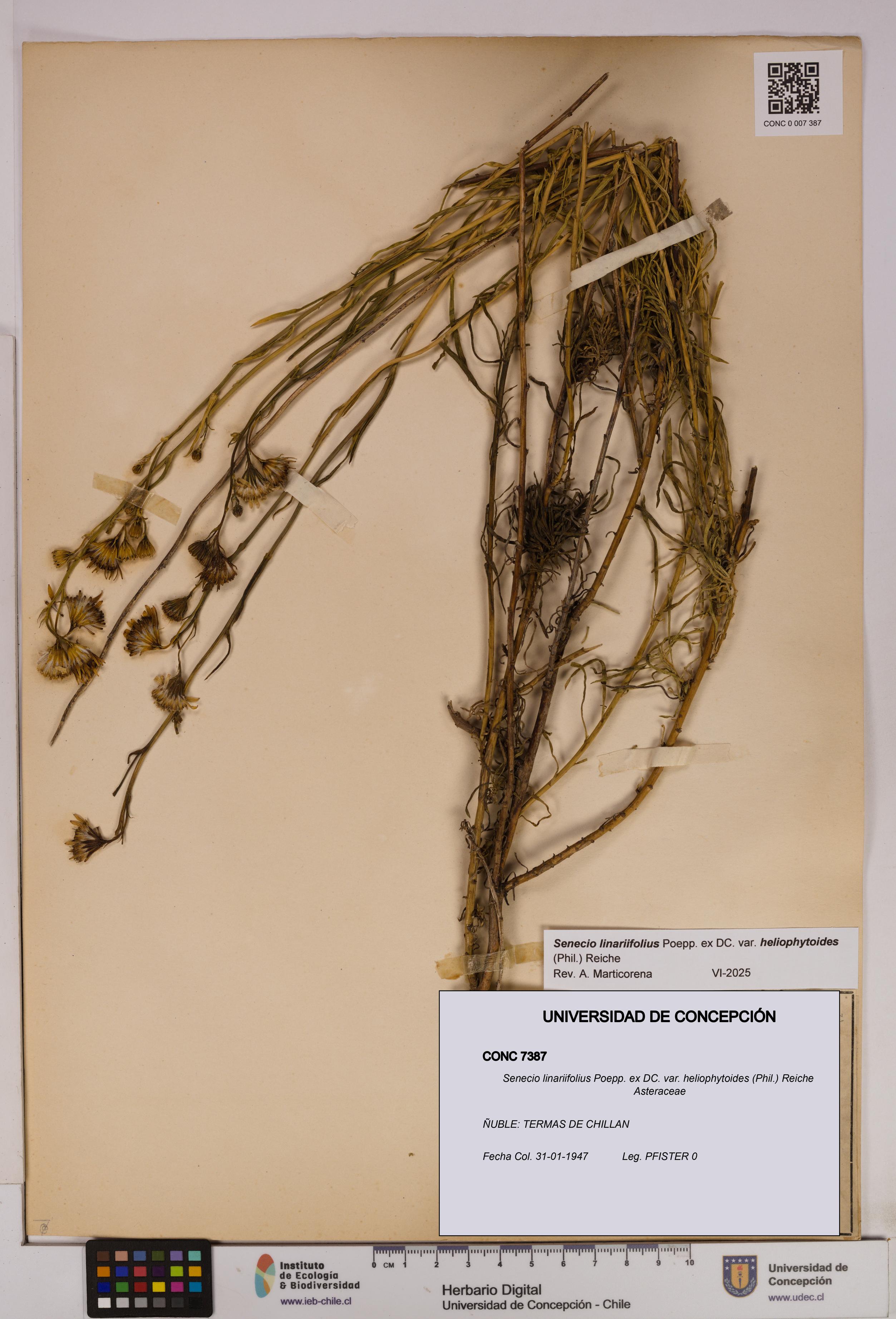 Senecio linariifolius var. heliophytoides [Espécimen: UDEC:CONC:0007387]