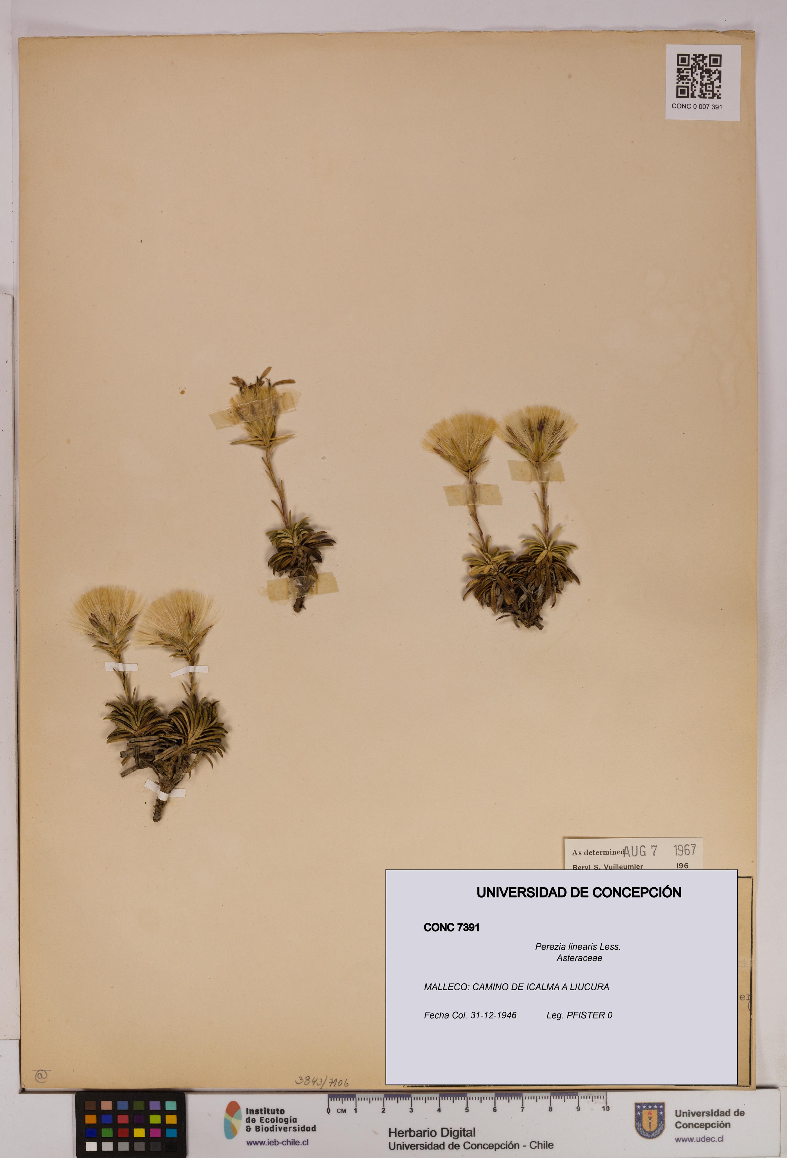 Perezia linearis [Espécimen: UDEC:CONC:0007391]