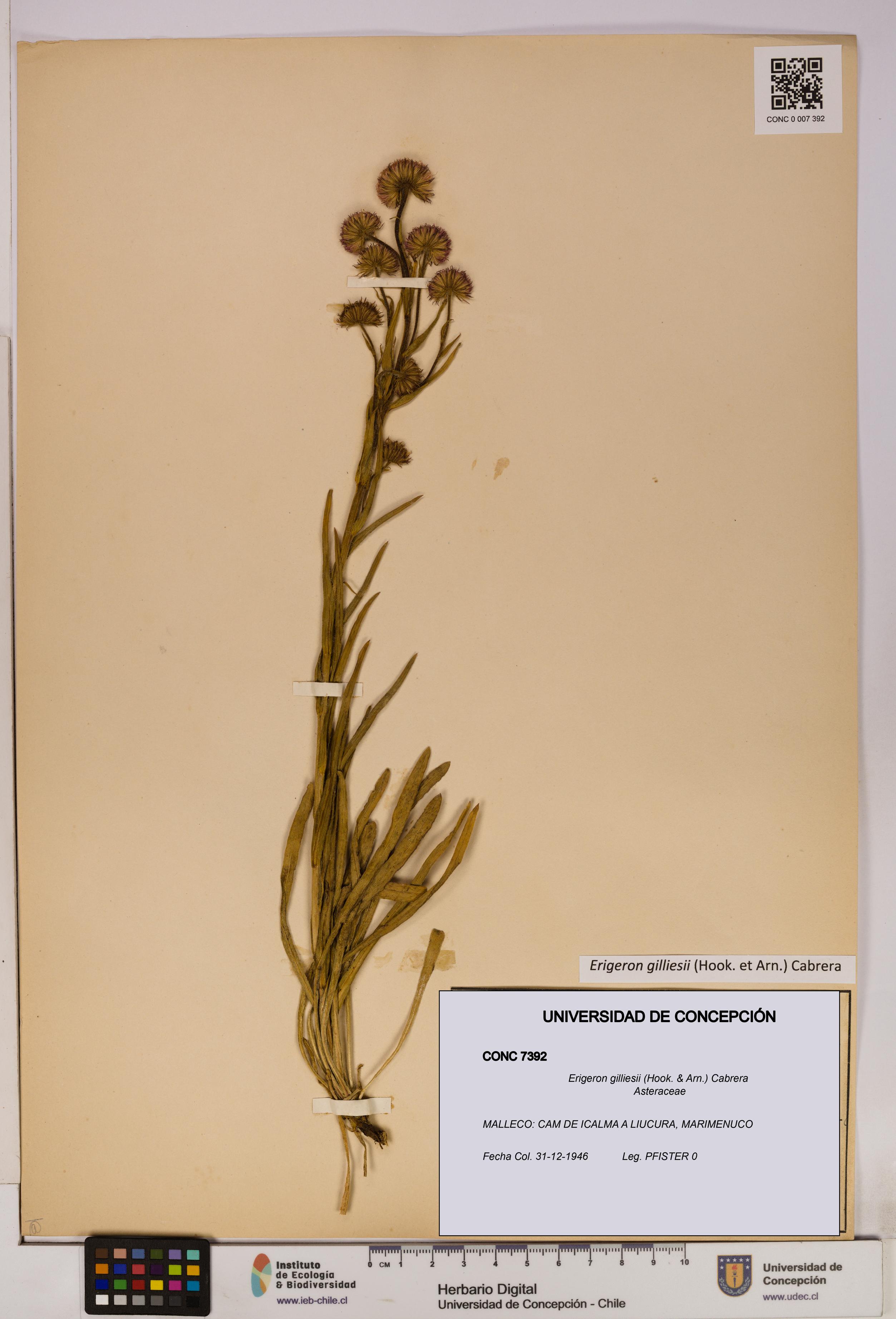 Erigeron gilliesii [Espécimen: UDEC:CONC:0007392]