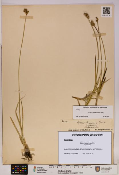 Carex macloviana [Espécimen: UDEC:CONC:0007394]