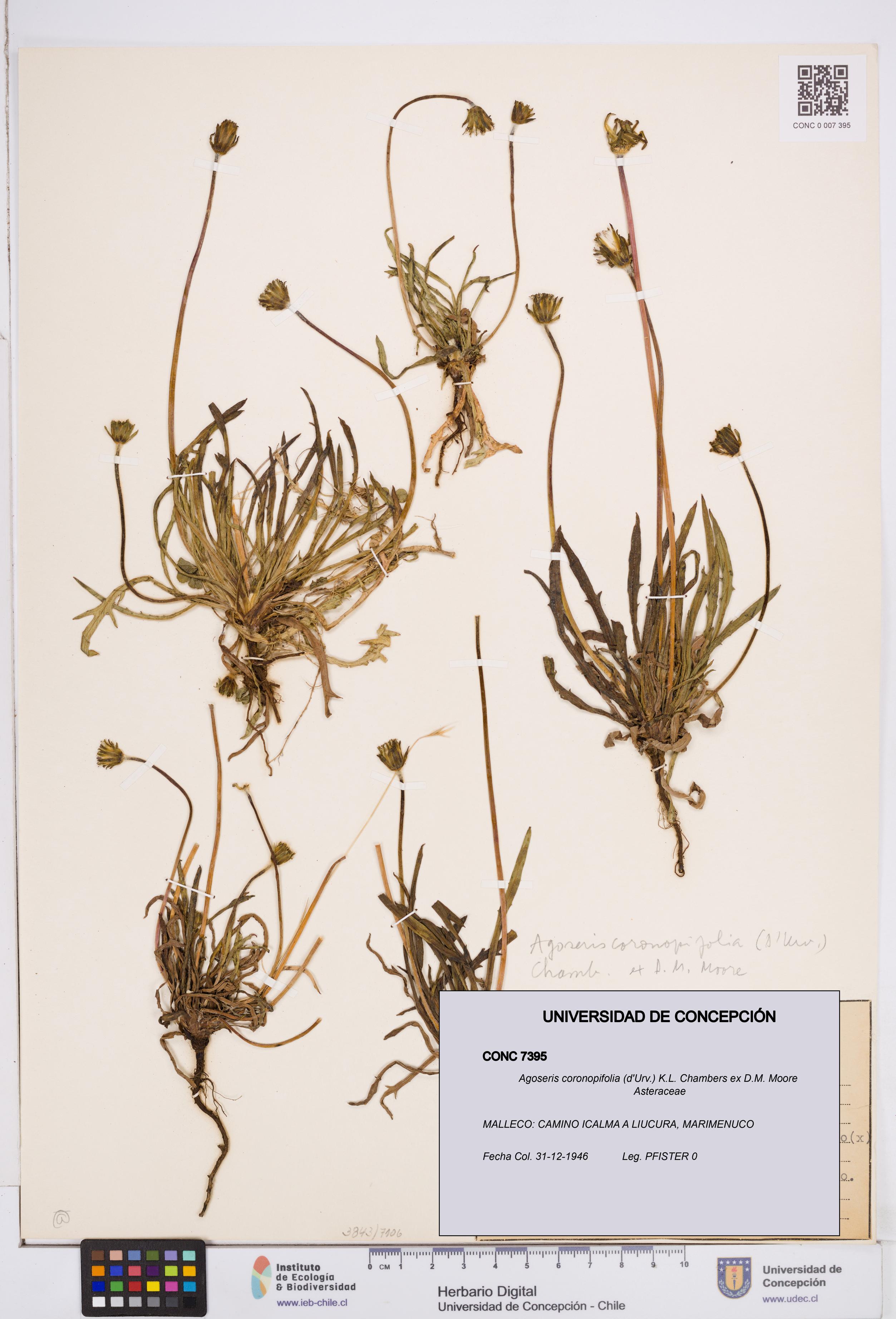 Agoseris coronopifolia [Espécimen: ]