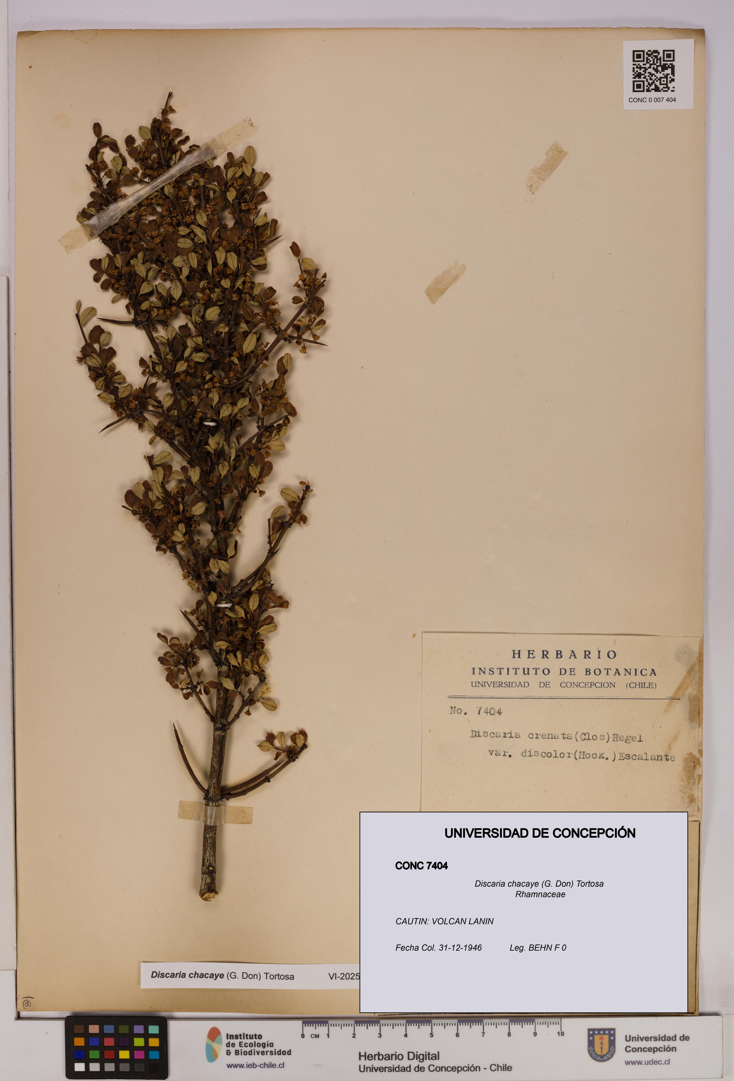 Discaria chacaye [Espécimen: UDEC:CONC:0007404]