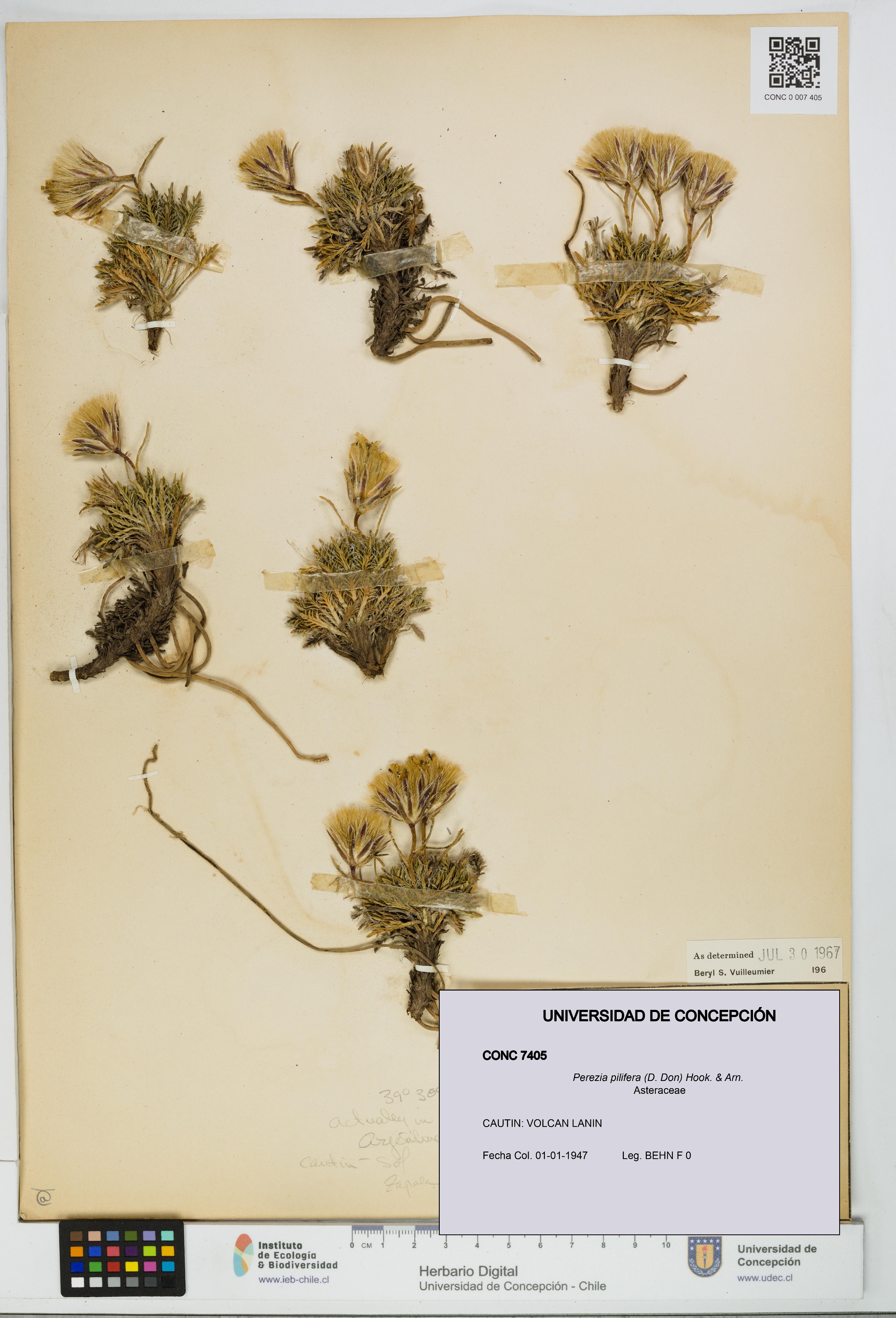 Perezia pilifera [Espécimen: UDEC:CONC:0007405]