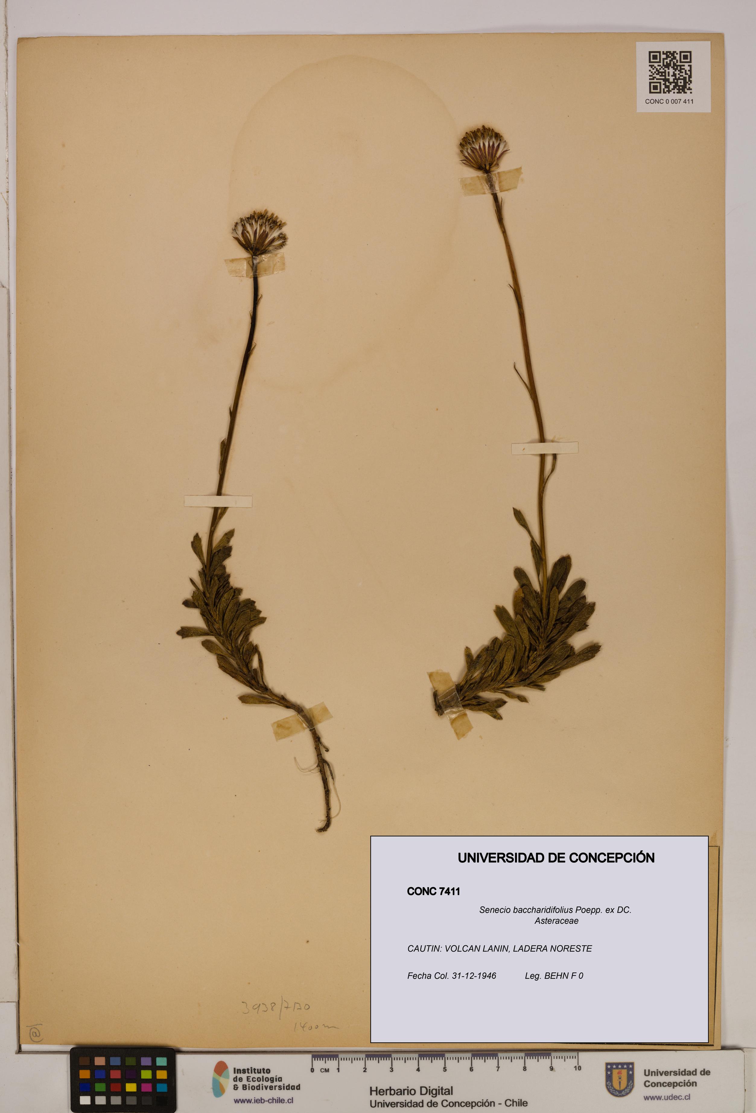 Senecio baccharidifolius [Espécimen: UDEC:CONC:0007411]
