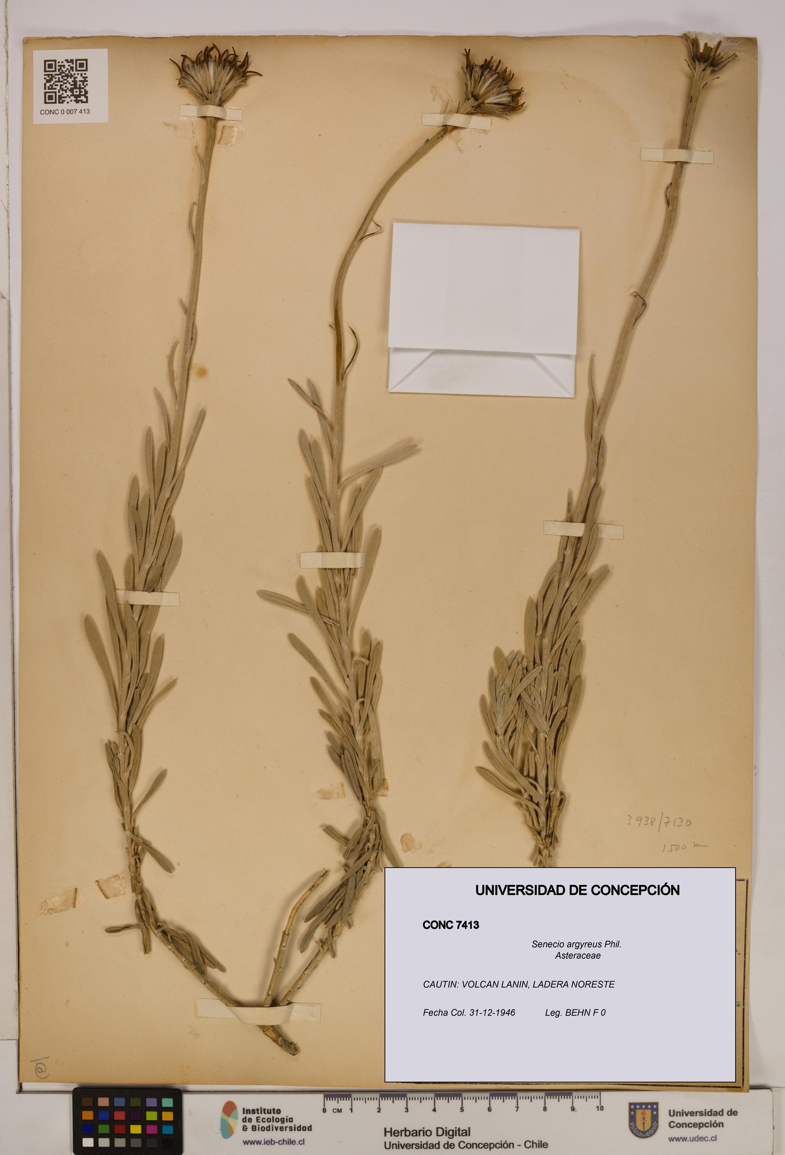 Senecio argyreus [Espécimen: UDEC:CONC:0007413]