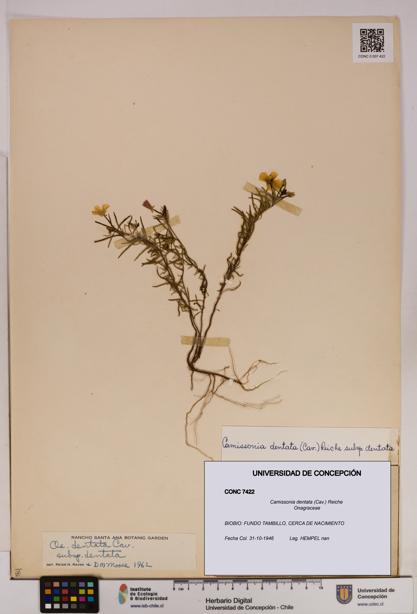 Camissonia dentata [Espécimen: UDEC:CONC:0007422]
