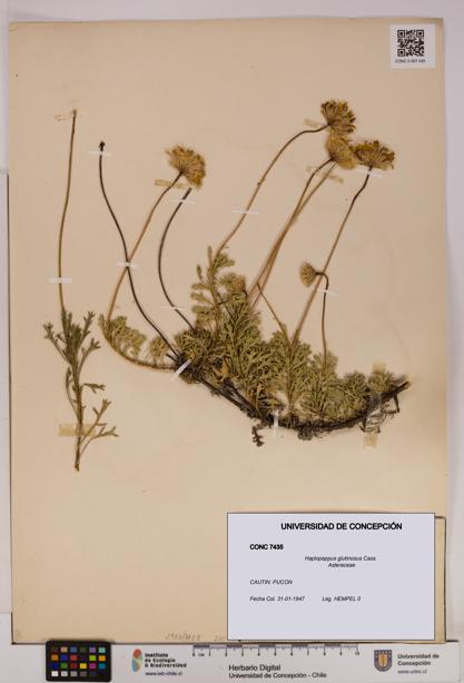 Haplopappus glutinosus [Espécimen: UDEC:CONC:0007435]