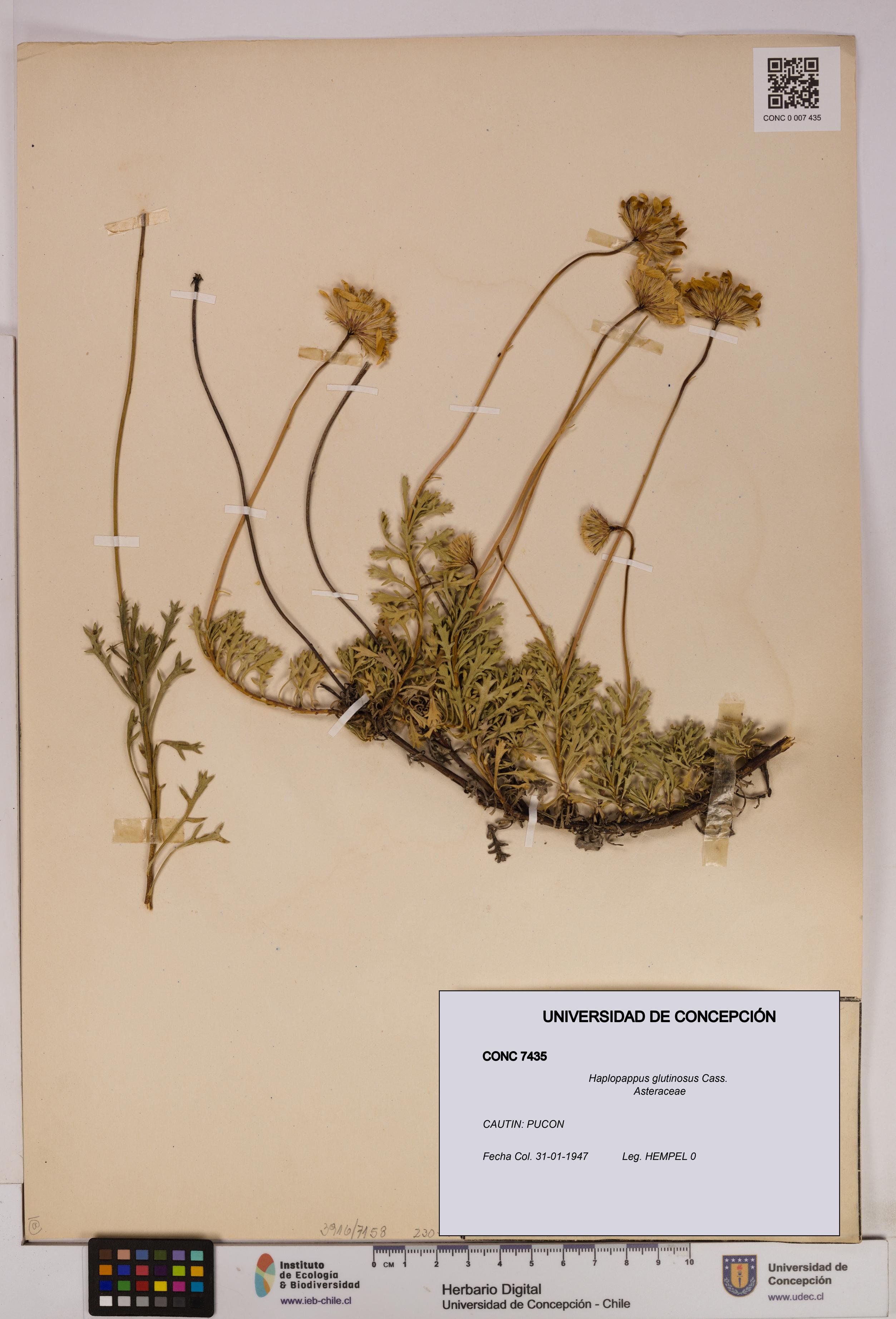 Haplopappus glutinosus [Espécimen: UDEC:CONC:0007435]