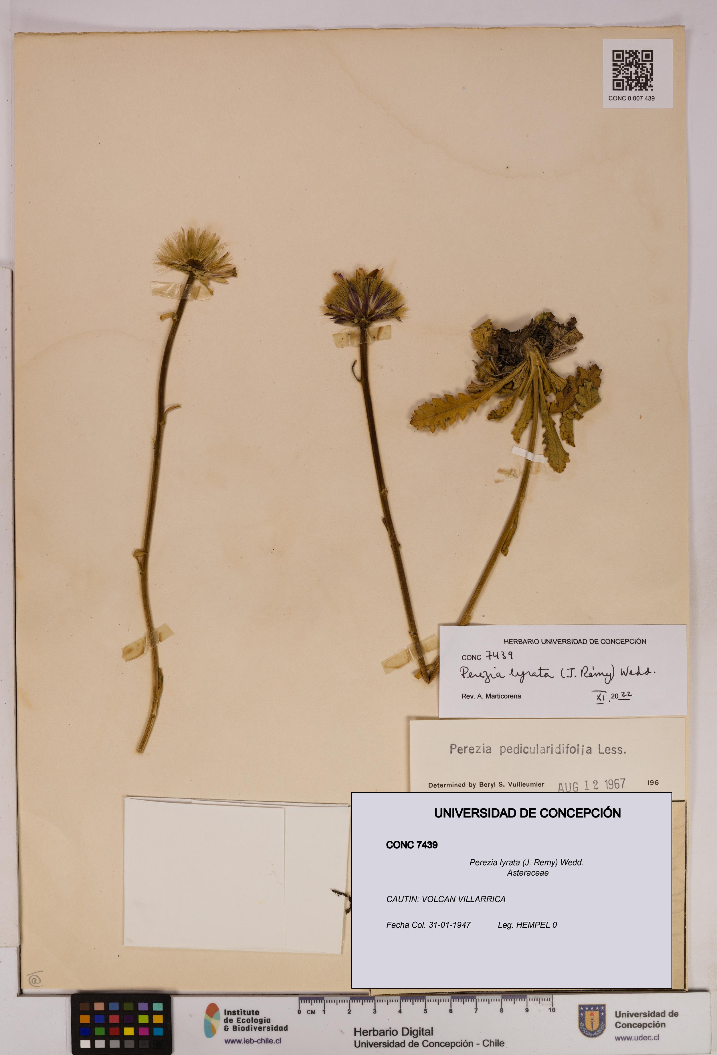 Perezia lyrata [Espécimen: UDEC:CONC:0007439]