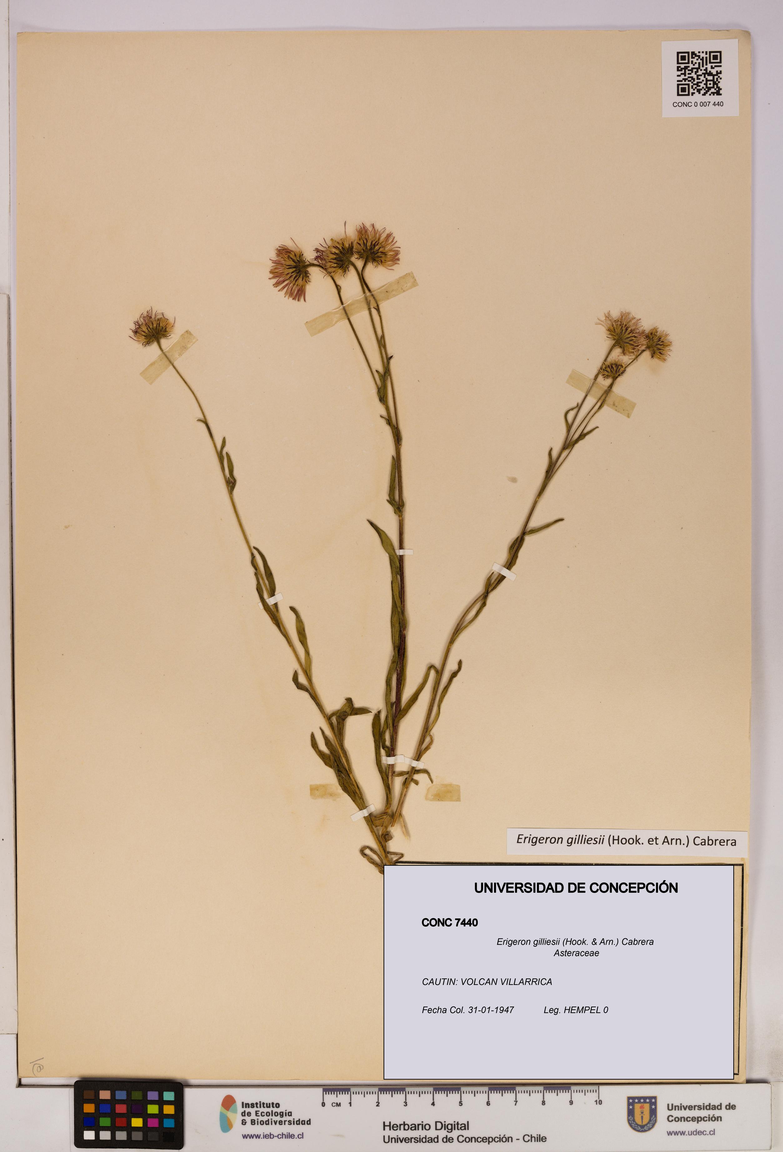 Erigeron gilliesii [Espécimen: UDEC:CONC:0007440]