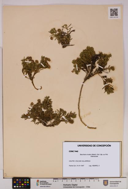 Baccharis nivalis [Espécimen: UDEC:CONC:0007442]