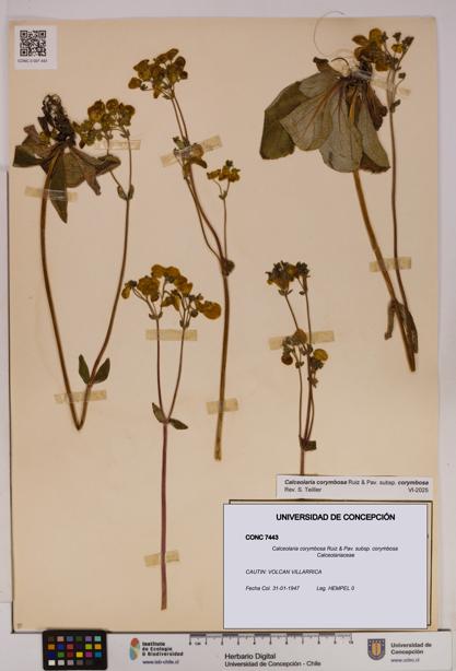 Calceolaria corymbosa [Espécimen: UDEC:CONC:0007443]