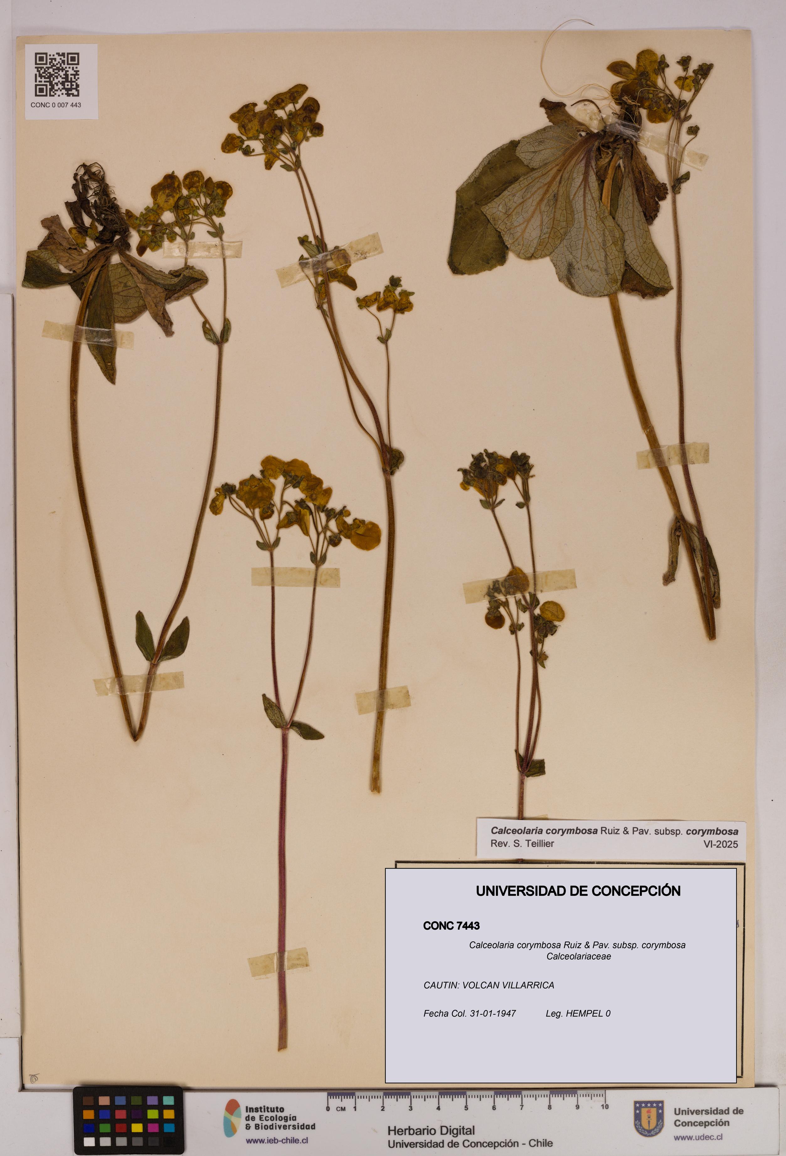 Calceolaria corymbosa [Espécimen: UDEC:CONC:0007443]