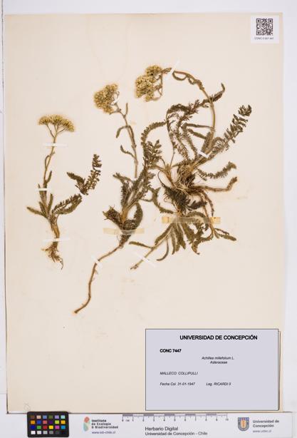 Achillea millefolium [Espécimen: ]