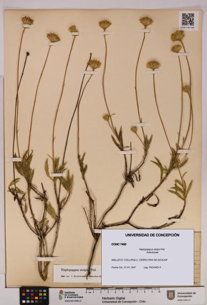 Haplopappus stolpii [Espécimen: UDEC:CONC:0007450]