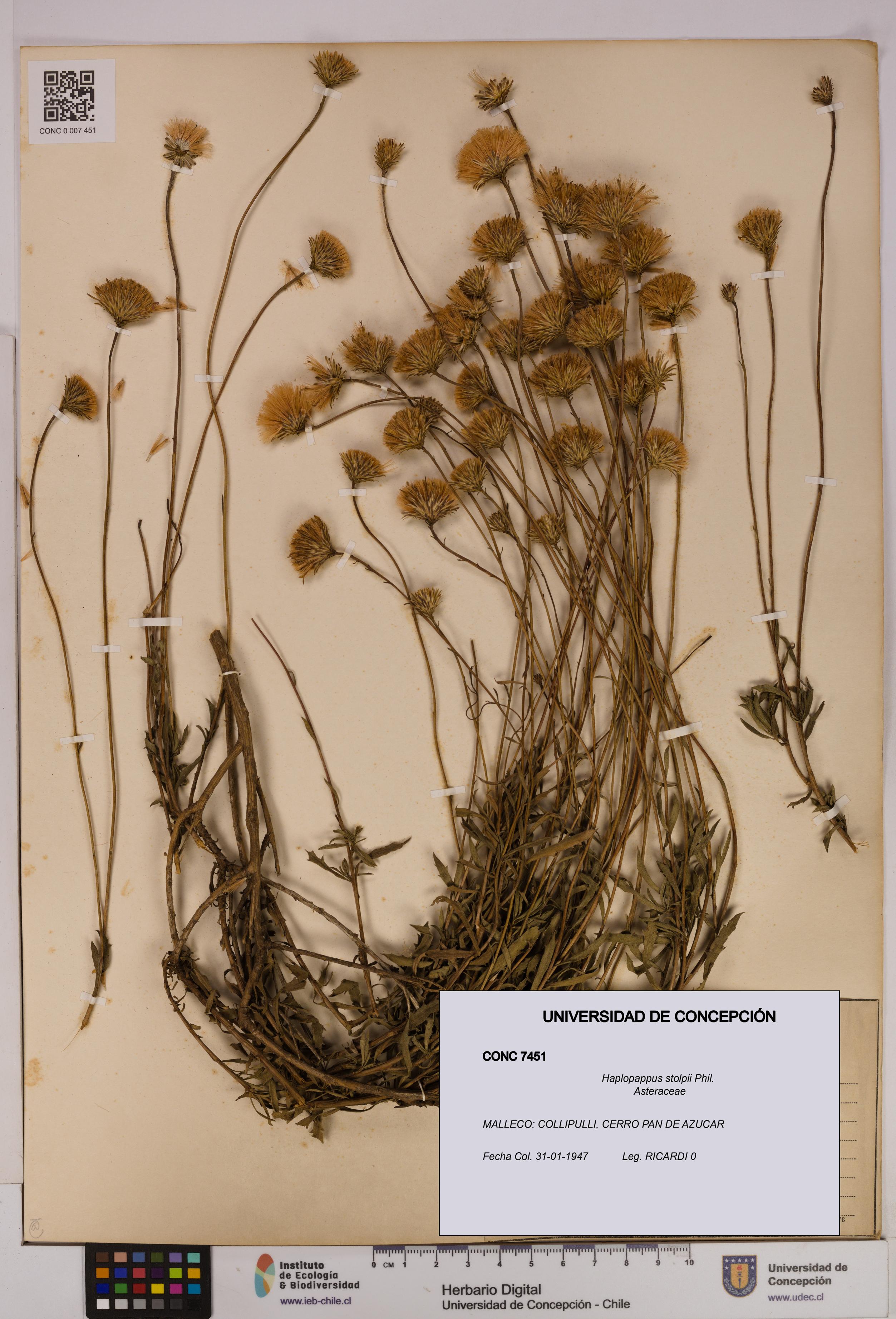 Haplopappus stolpii [Espécimen: UDEC:CONC:0007451]