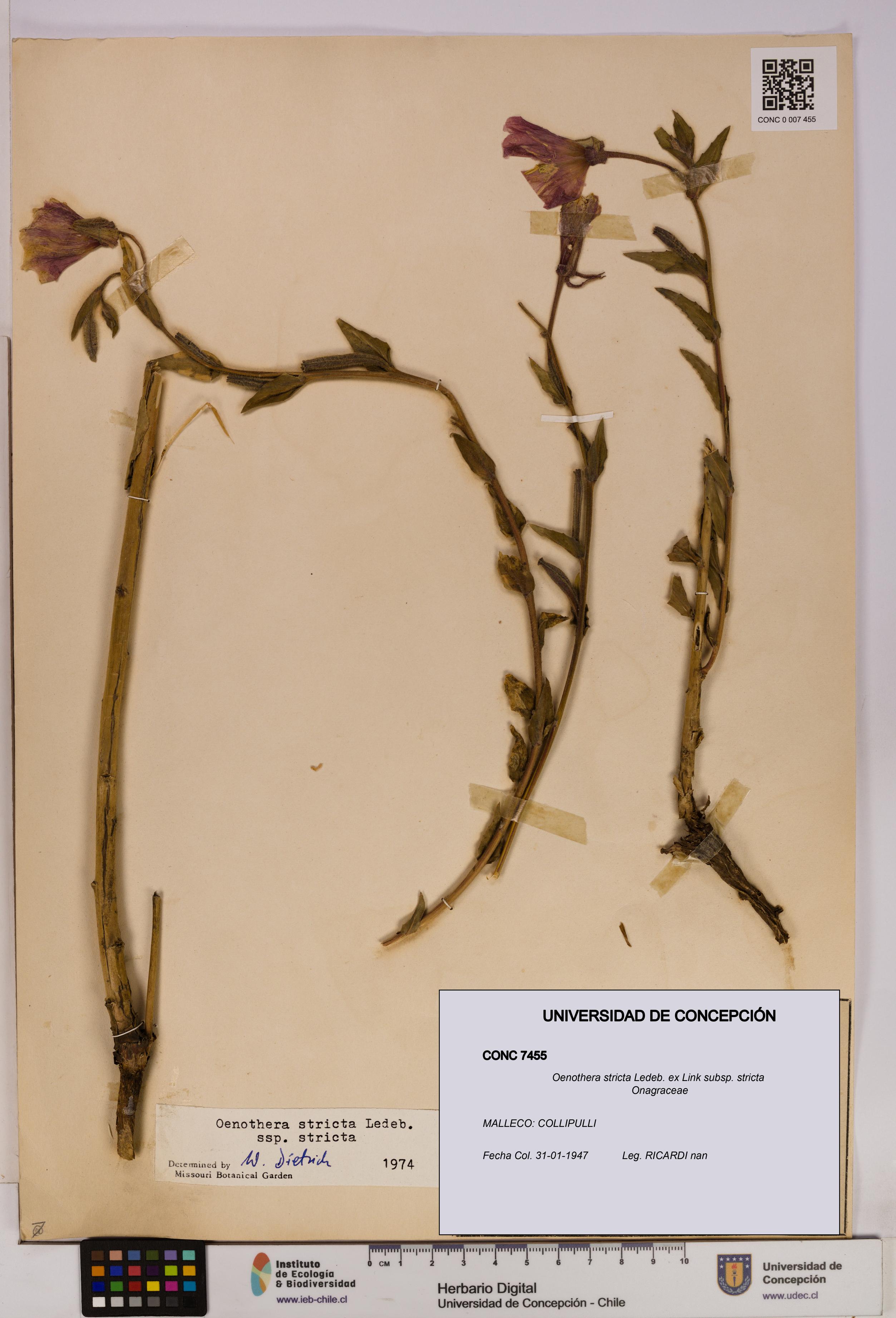 Oenothera stricta subsp. stricta [Espécimen: UDEC:CONC:0007455]