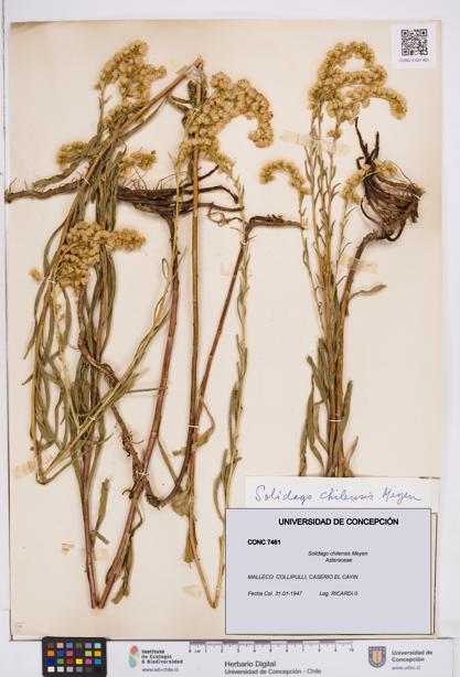 Solidago chilensis [Espécimen: ]