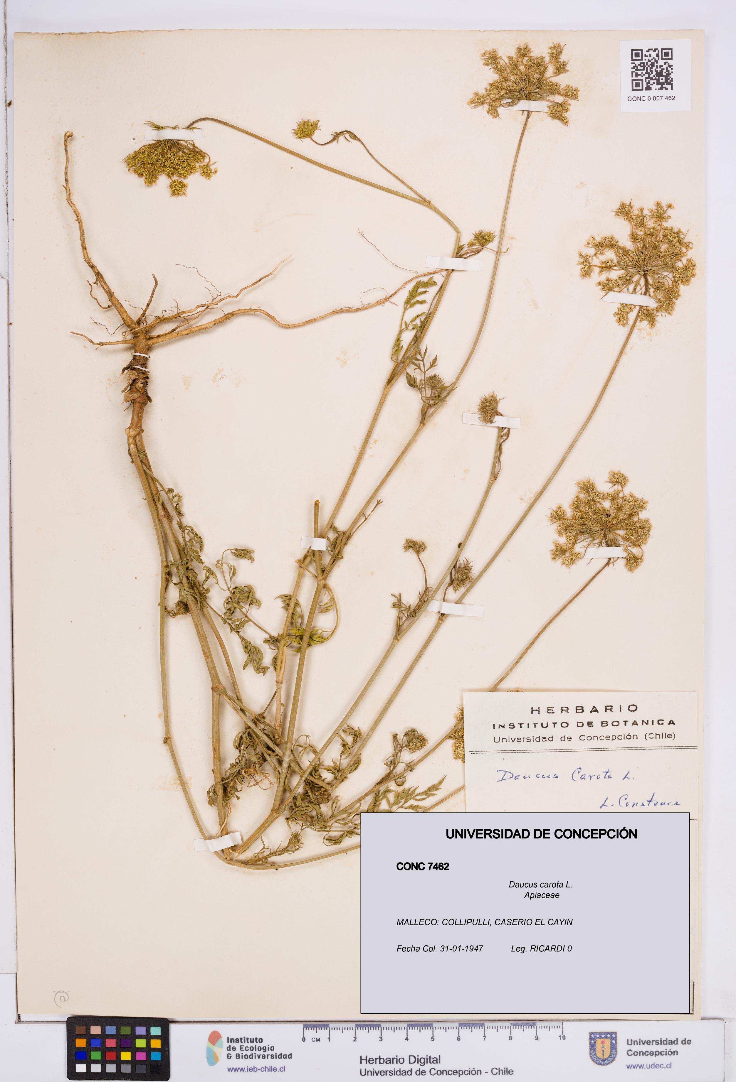 Daucus carota [Espécimen: ]