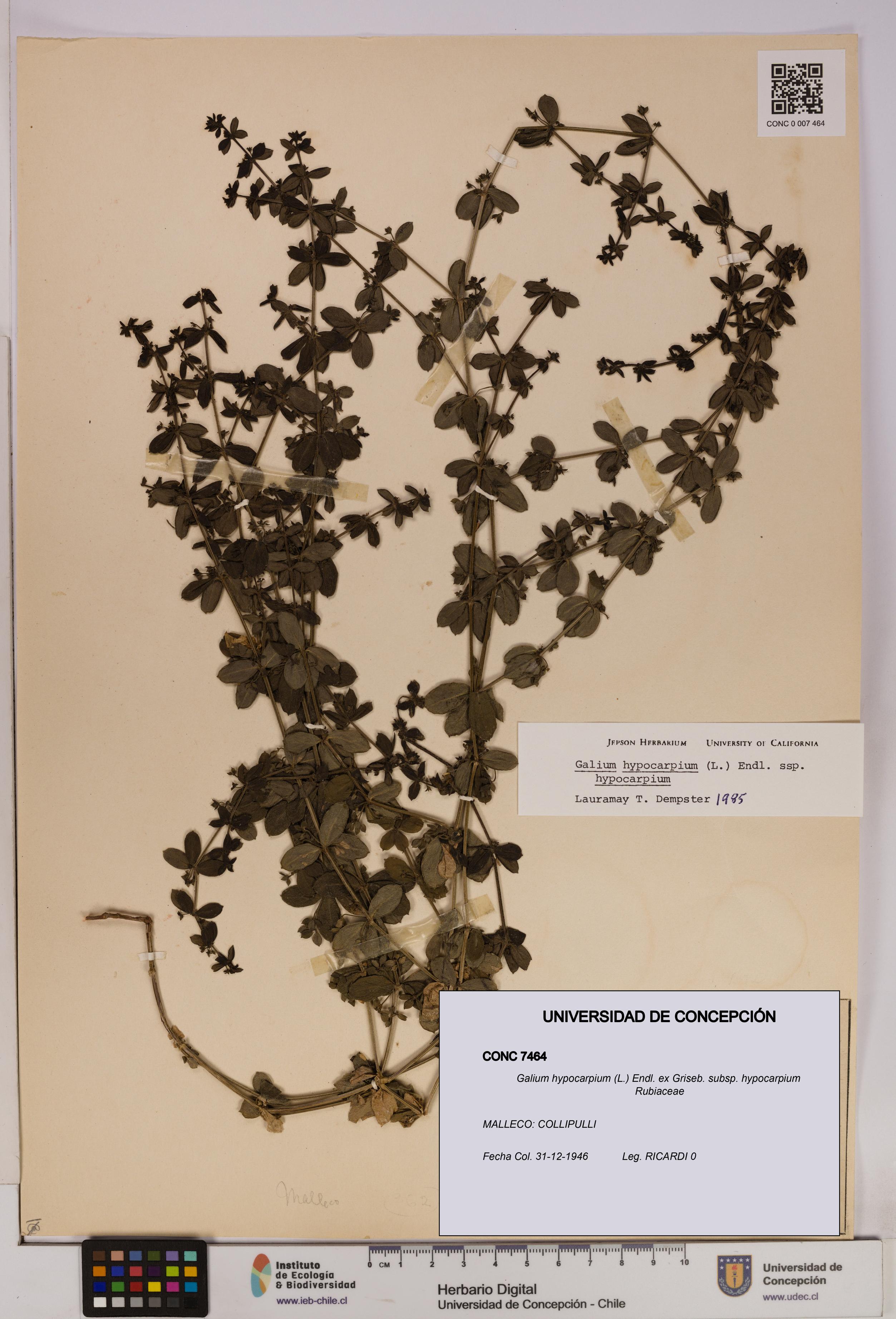 Galium hypocarpium subsp. hypocarpium [Espécimen: UDEC:CONC:0007464]