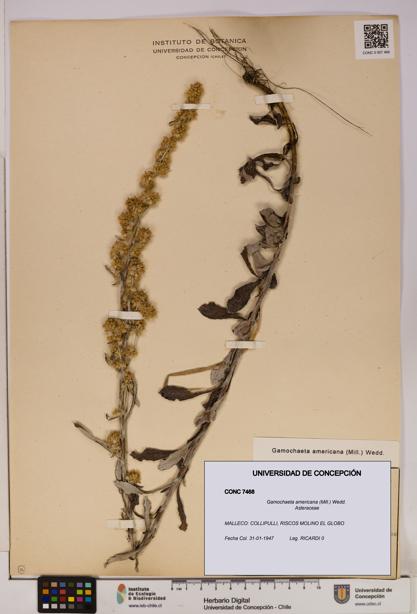 Gamochaeta americana [Espécimen: UDEC:CONC:0007468]