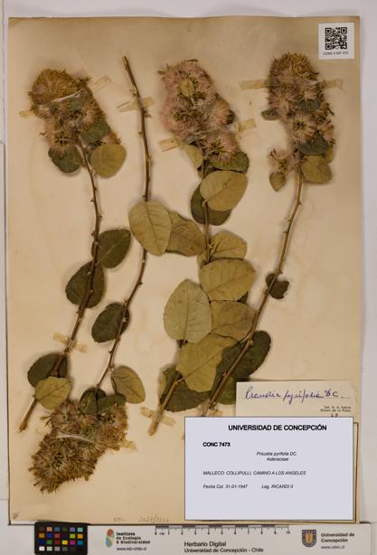 Proustia pyrifolia [Espécimen: UDEC:CONC:0007473]