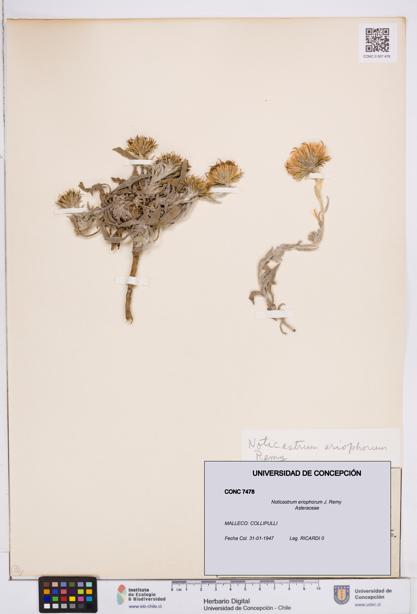 Noticastrum eriophorum [Espécimen: ]