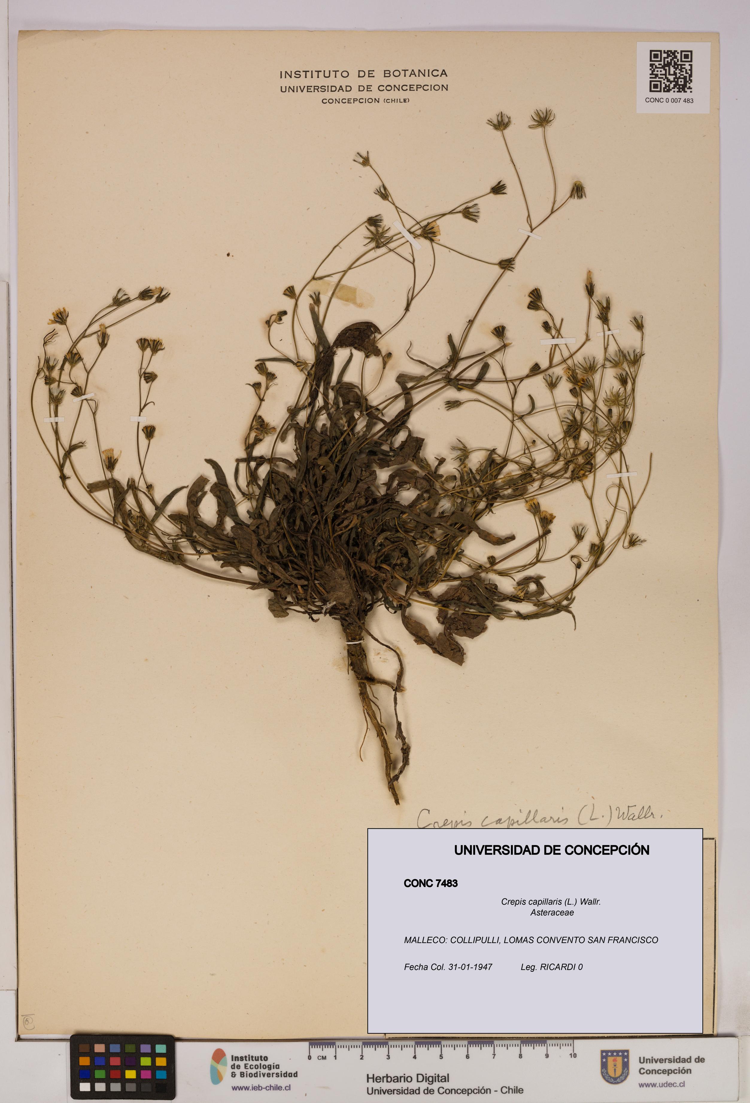 Crepis capillaris [Espécimen: UDEC:CONC:0007483]