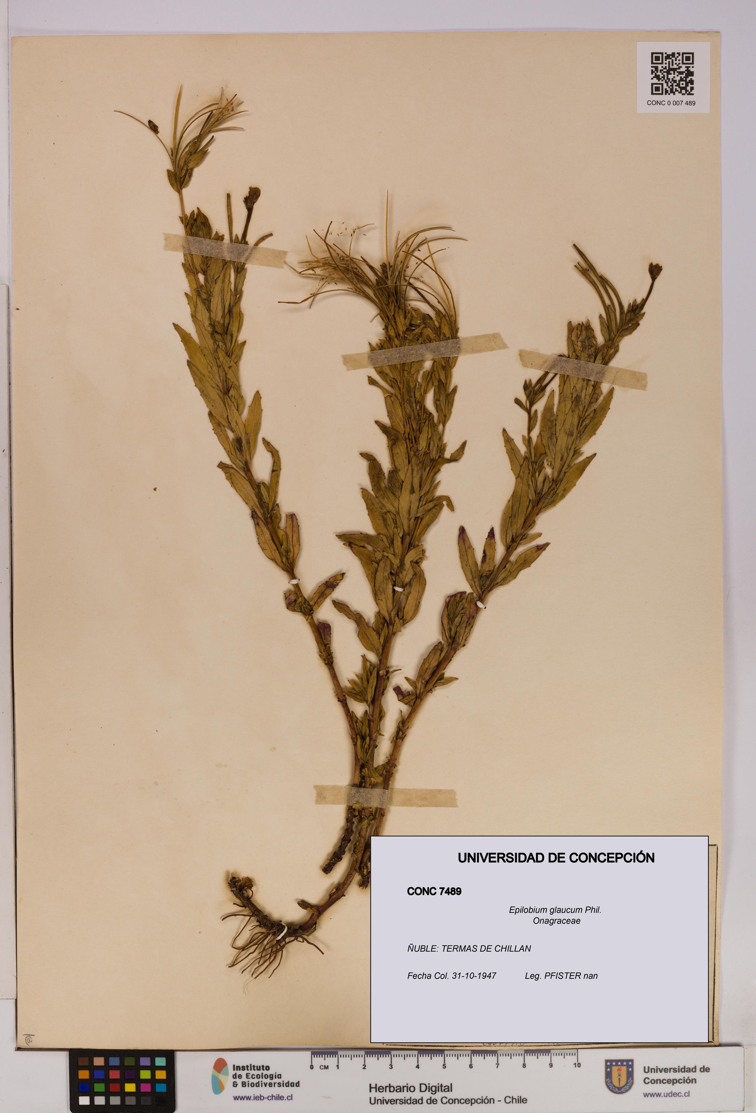 Epilobium glaucum [Espécimen: UDEC:CONC:0007489]