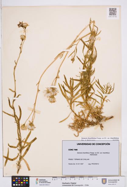 Senecio linariifolius var. linariifolius [Espécimen: ]