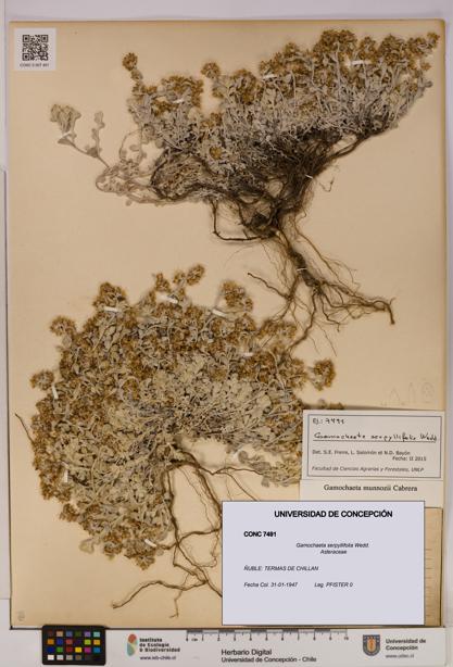 Gamochaeta serpyllifolia [Espécimen: UDEC:CONC:0007491]
