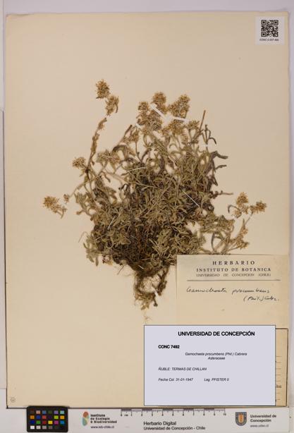 Gamochaeta procumbens [Espécimen: UDEC:CONC:0007492]