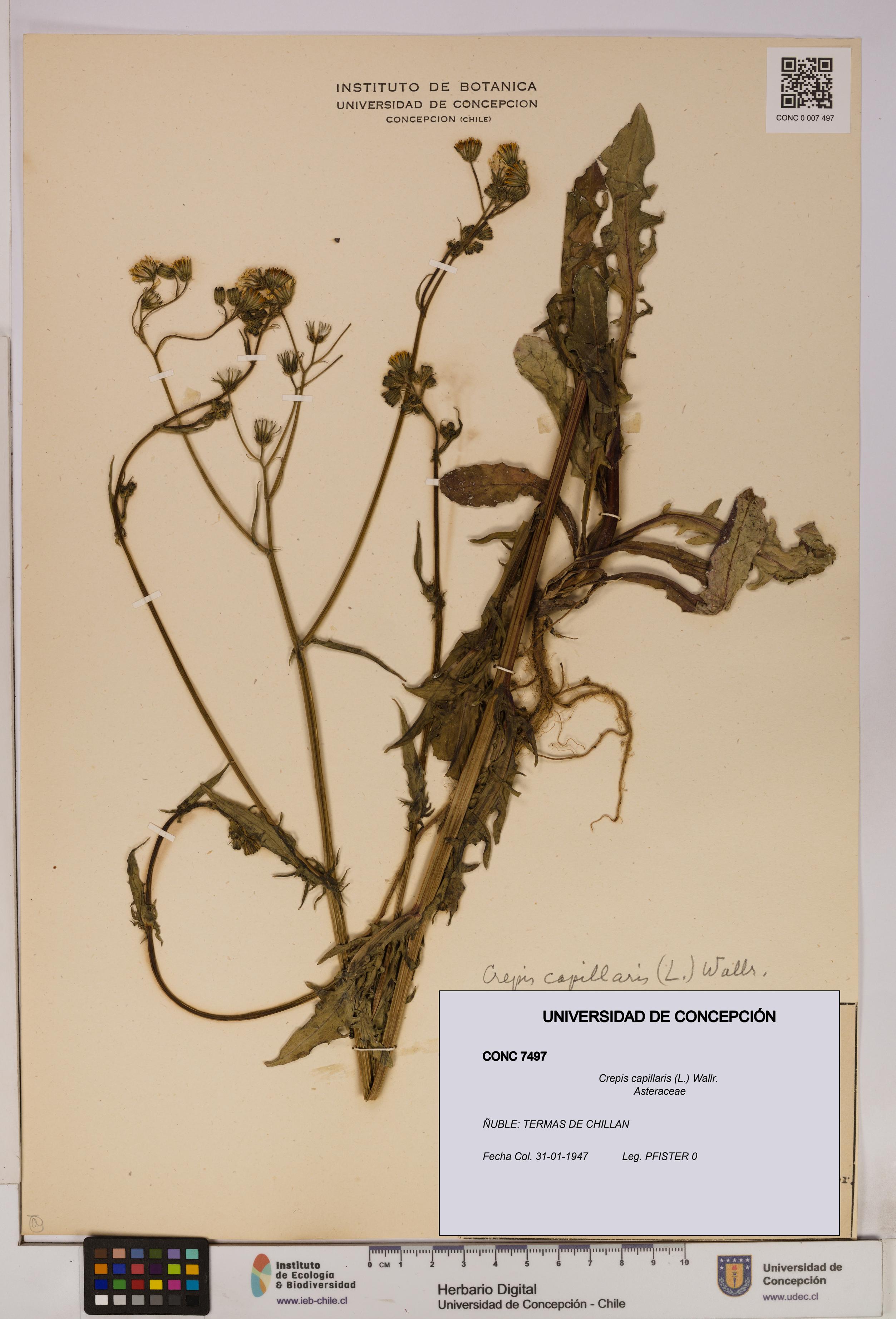 Crepis capillaris [Espécimen: UDEC:CONC:0007497]