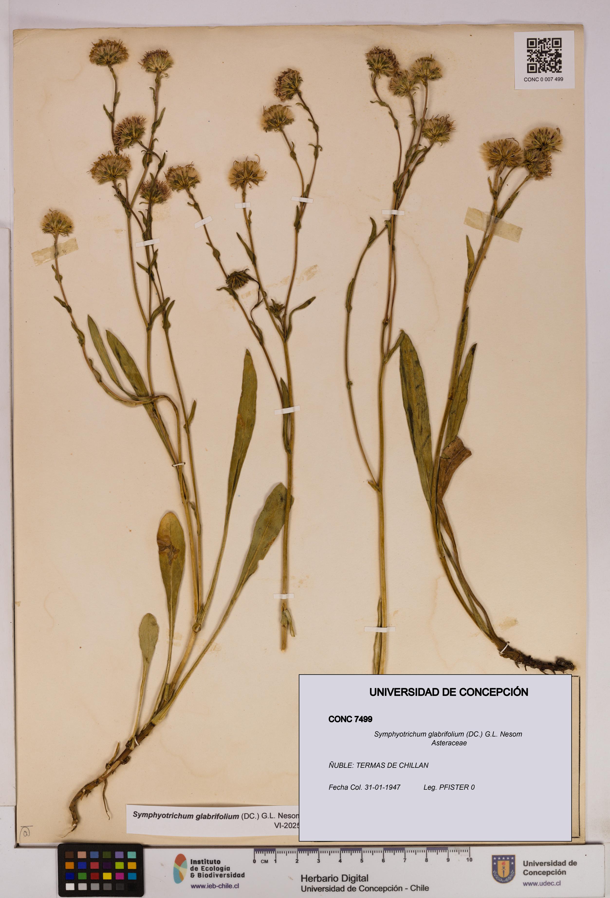Symphyotrichum glabrifolium [Espécimen: UDEC:CONC:0007499]