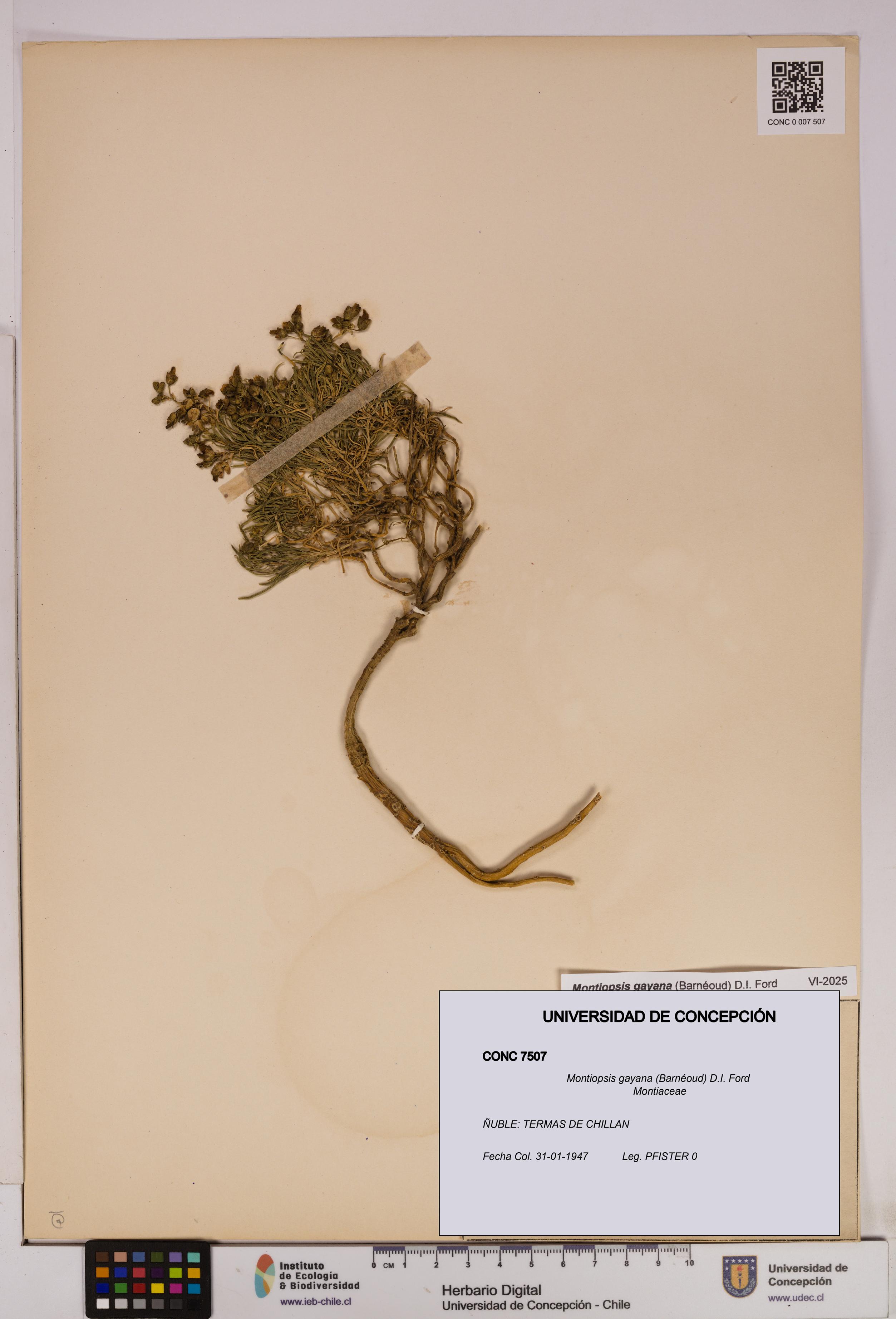 Montiopsis gayana [Espécimen: UDEC:CONC:0007507]