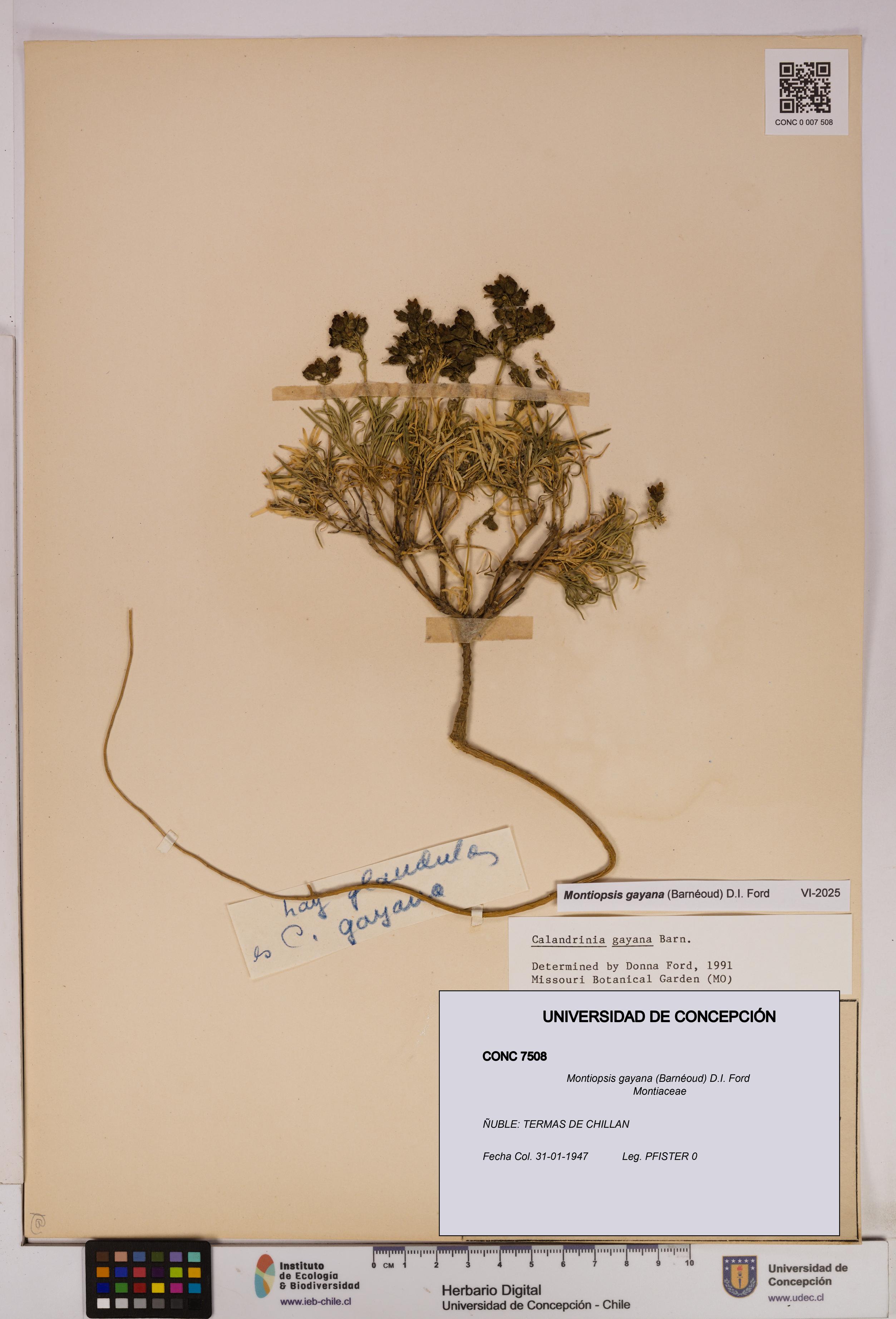Montiopsis gayana [Espécimen: UDEC:CONC:0007508]