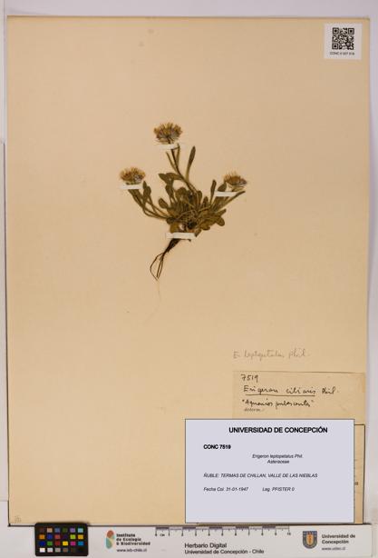 Erigeron leptopetalus [Espécimen: UDEC:CONC:0007519]