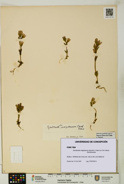 Gentianella magellanica [Espécimen: UDEC:CONC:0007524]